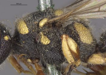 Media type: image;   Entomology 23543 Aspect: thorax lateral